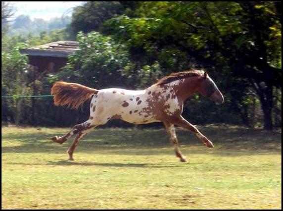 JG Legacy - Appaloosa Horse